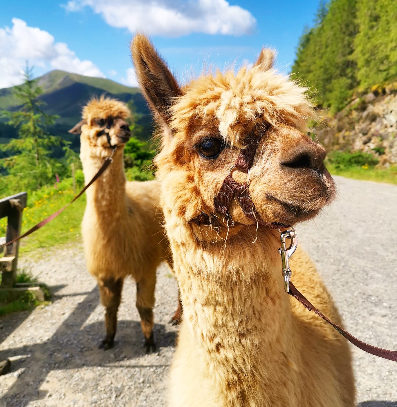 alpaca whinlatter forest adventures walks england living heritage